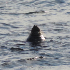 Seal