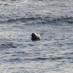 Seal