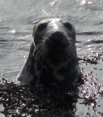 Seal