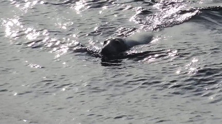 Seal