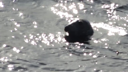 Seal