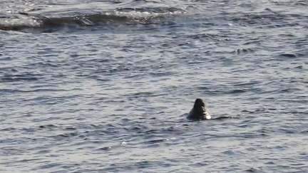 Seal