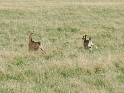 Deer