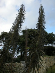 Unusual cycads
