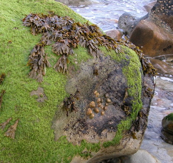 Life on the rocks