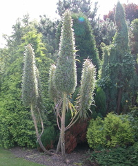 Cycads