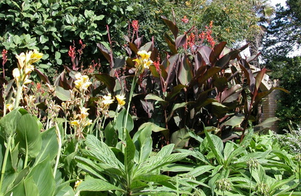 ColouredLeaves
