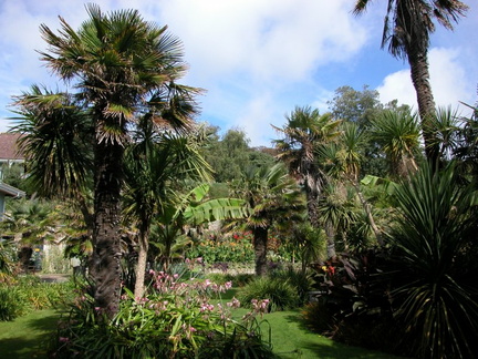 Palms