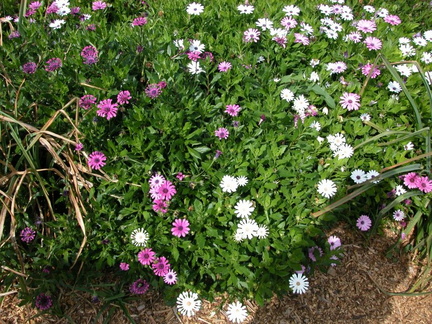 Daisies