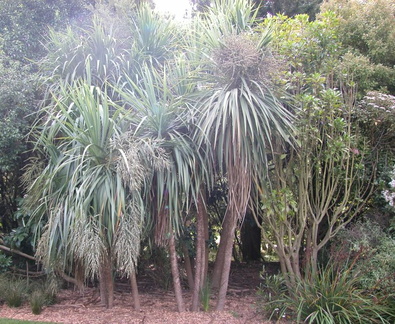 Trees