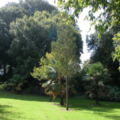 Trees