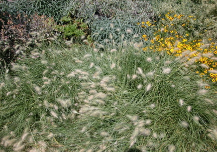 Grasses