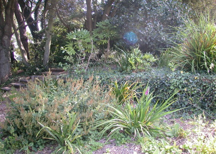 Leaves