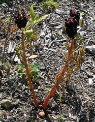 Berries