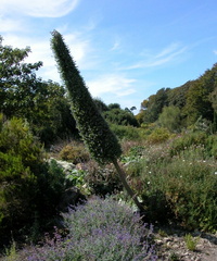 Cycad