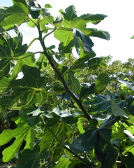 Figs