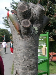 Woodpecker
