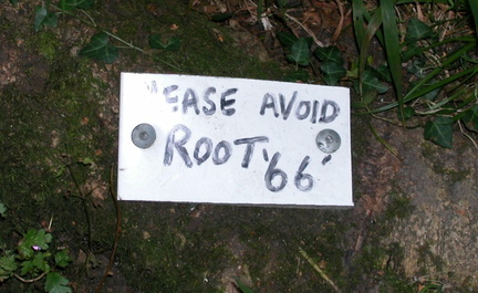Root 66