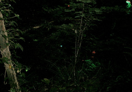 Lights