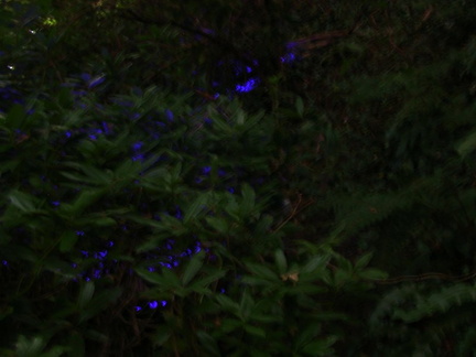 Blue light