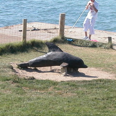 Dolphin