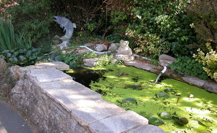 Pond