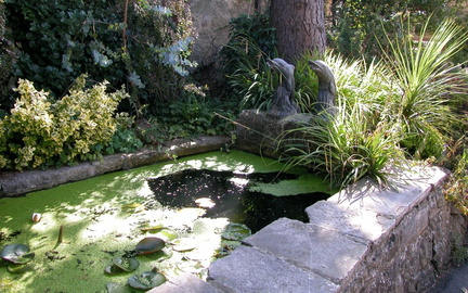 Pond