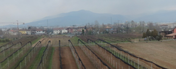 Vineyards