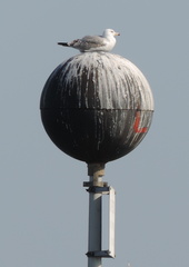Seagull