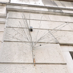 Branch
