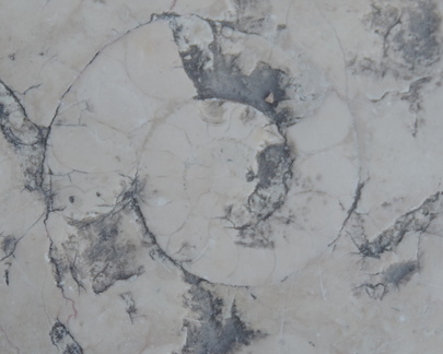 Ammonite