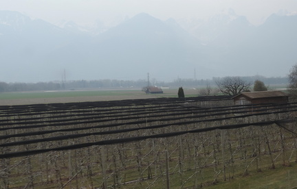 Vineyards