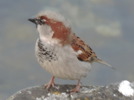 Bird