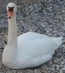 Swan