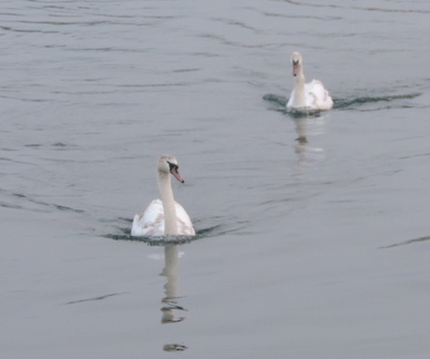 Swans