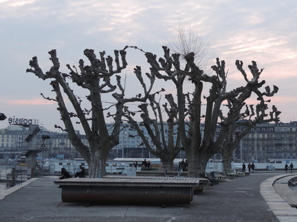 Trees