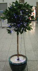 Tree with lights