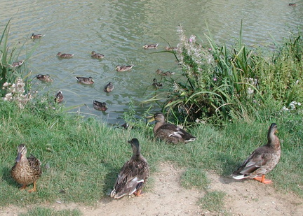 Ducks