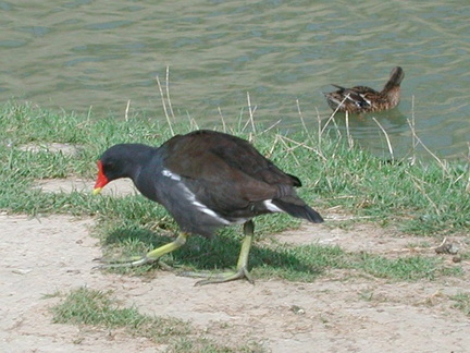 Moorhen