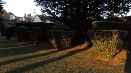 Hedges