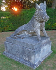 Boar