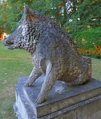 Boar