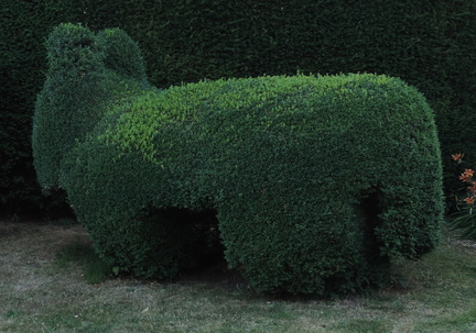 Animal