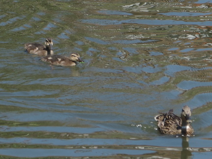 Ducks
