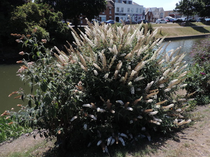 Bush