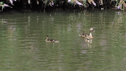 Ducks