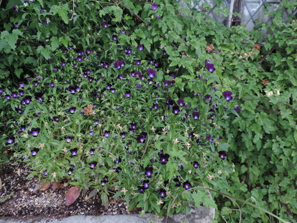 Purple flowers