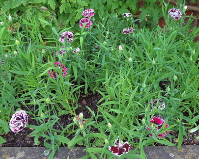 Flower bed