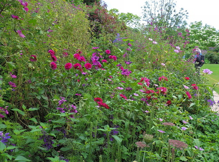 Purple flowers