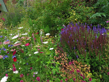 Purple flowers